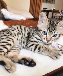 Savannah Cat for Sale
