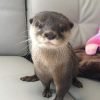 Buy Asian Small Clawed Otters