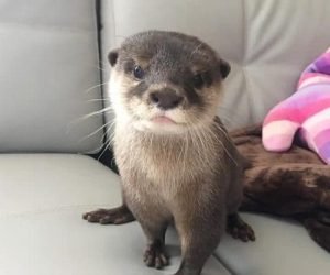 Buy Asian Small Clawed Otters
