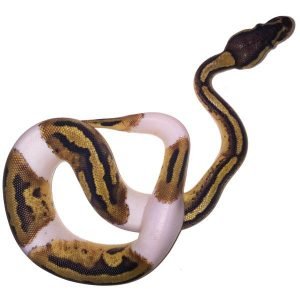 Baby Pied Ball Python for sale
