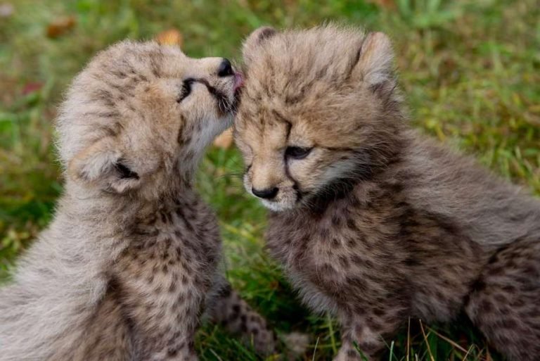 Cheetah Cubs For Sale | Best 1 Exotic Cubs For Sale Online