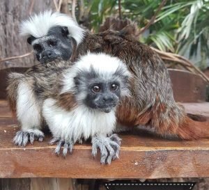 Buy Tamarin Monkeys