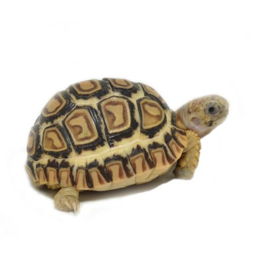 Leopard Tortoise for Sale