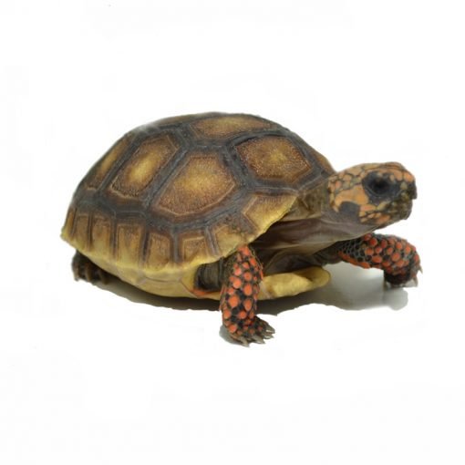 Red Footed Tortoise for Sale