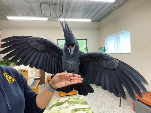 Black Palm Cockatoo for sale