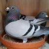 Racing Pigeons For Sale