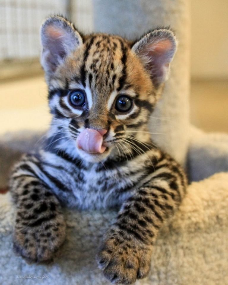 Ocelot Cubs for sale Best 1 Exotic pets for sale online