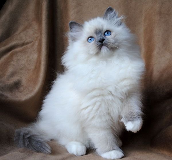 Ragdoll Cat for sale | Best 1 Exotic cat for sale | buy cat