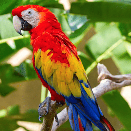 Scarlet Macaw For Sale