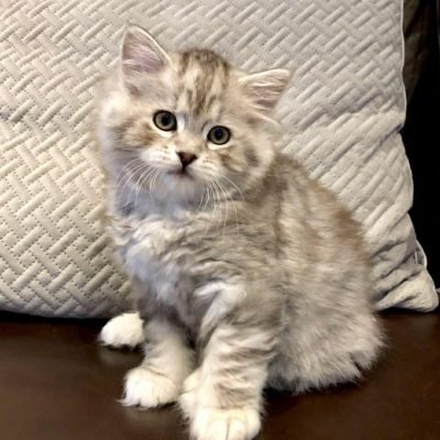 American Bobtail cat for sale