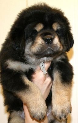 Tibetan Mastiff For Sale