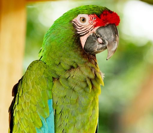 Military Macaw For Sale