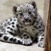 Snow Leopard Cubs for sale