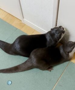 Buy Male And Female Otters