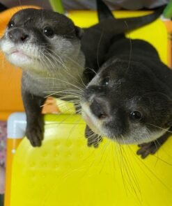 Order Male And Female Otters