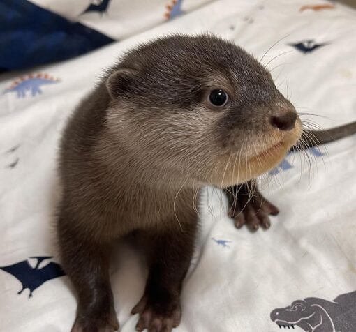 Baby otters for sale