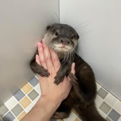 Male otter for sale