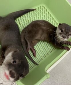 Male and Female Otter for sale