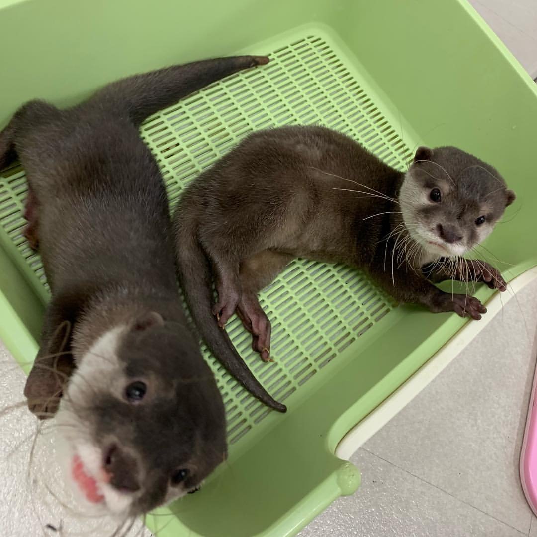 Male and Female Otter for sale