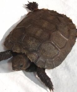 Baby Burmese Brown Mountain Tortoise