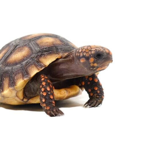 Baby Suriname Redfoot Tortoise