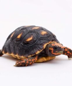 Redfoot Tortoise for Sale
