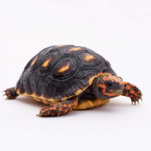 Redfoot Tortoise for Sale