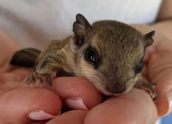 FEMALE FLYING SQUIRRELS FOR SALE