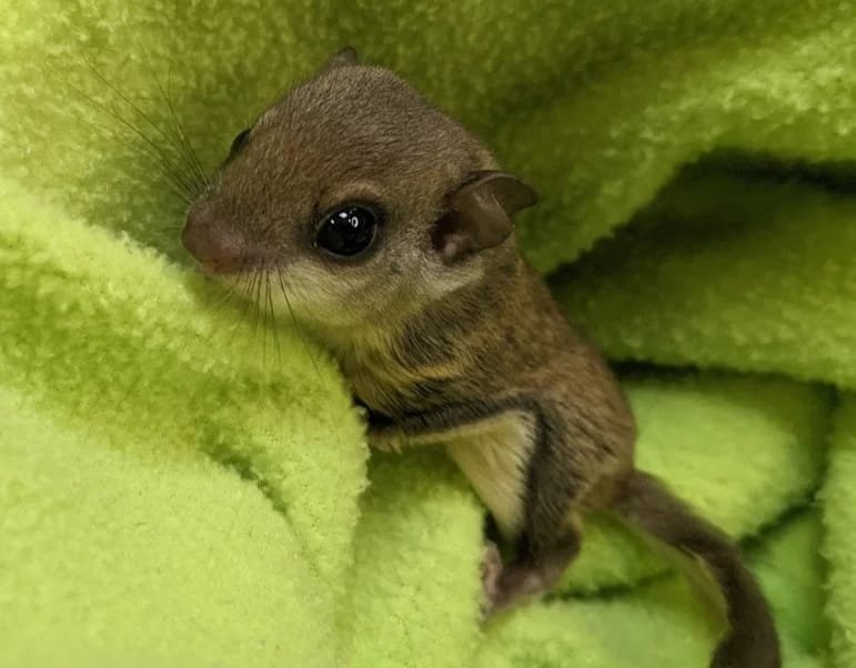 MALE FLYING SQUIRRELS FOR SALE