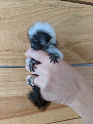 MALE MARMOSET FOR SALE