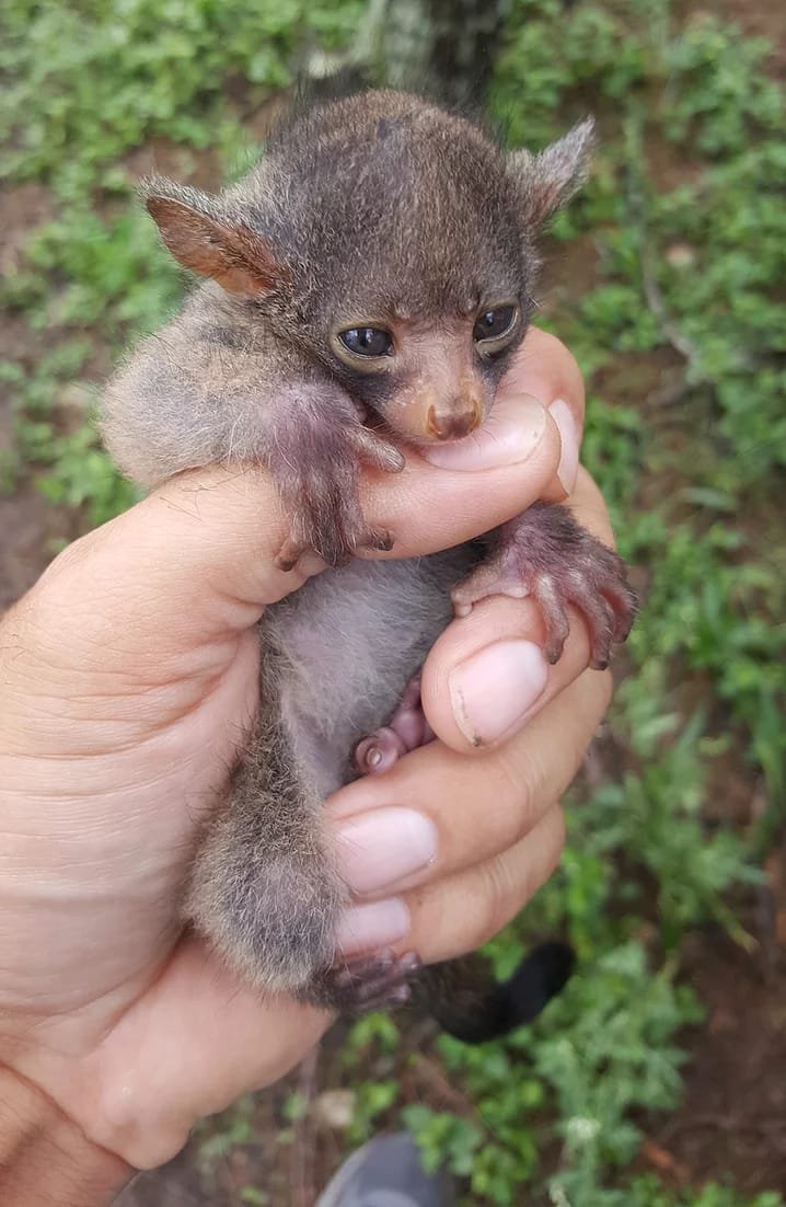 MALE BUSHBABY FOR SALE