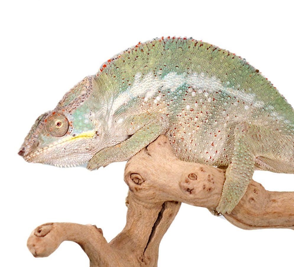 Angalovana Panther Chameleon