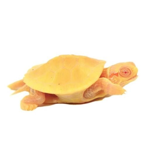 Albino Red Ear Slider Turtle