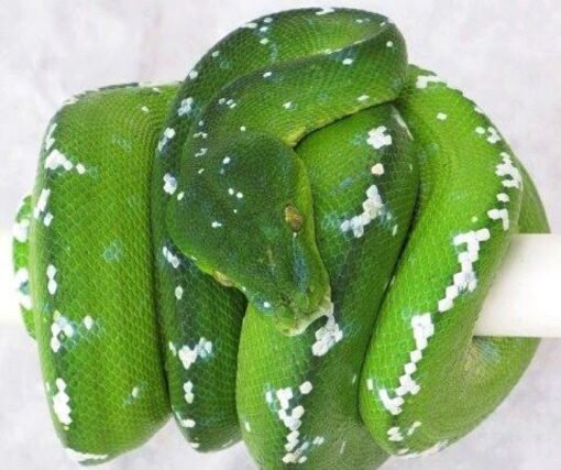 Buy Aru Green Tree Python