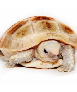 Baby Elongated Tortoise
