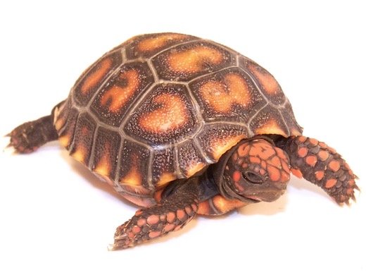 Baby Cherryhead Redfoot Tortoise