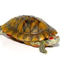 Female Pastel Red Ear Slider Turtle