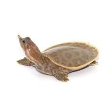 Baby Hypo Florida Softshell Turtle
