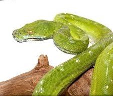Aru Green Tree Python For Sale