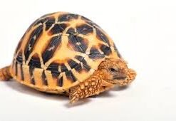 Baby Indian Star Tortoise