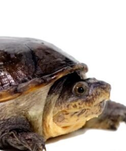 Narrow-Bridged Mexican Musk Turtle