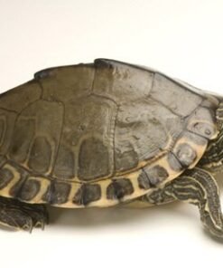 Yearling Pearl River Map Turtle