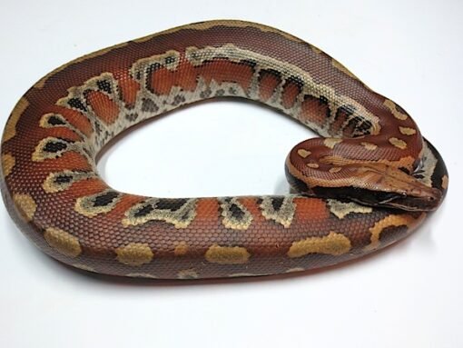 Sumatran Blood Python