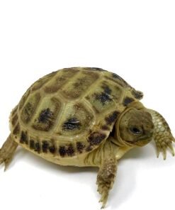 Baby Russian Tortoise