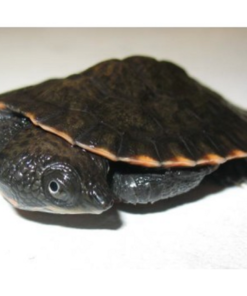 Buy Baby Saw Shelled Turtle