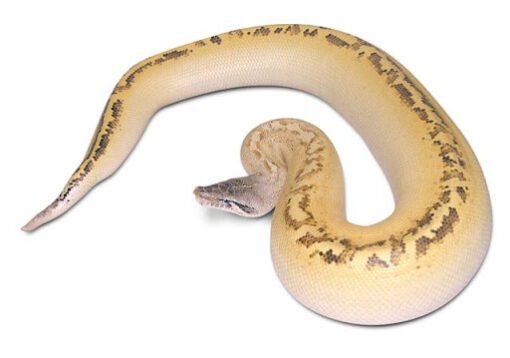 Yearling Ivory Blood Python