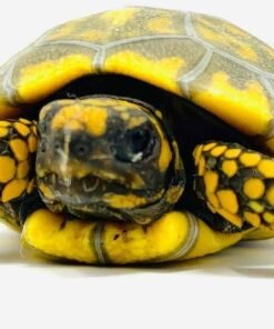 Yellowfoot Tortoise for Sale