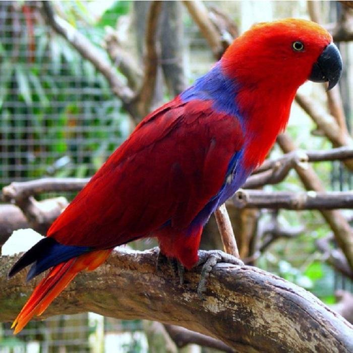 Solomon Island Eclectus - Exotic Pets for Sale