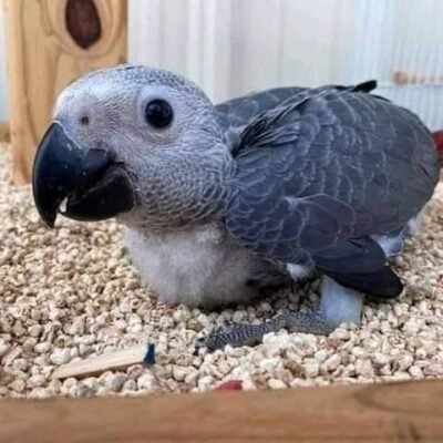 Male baby African Grey For Sale