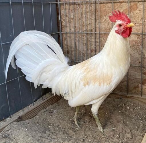 Buy White Claret Fighting Rooster